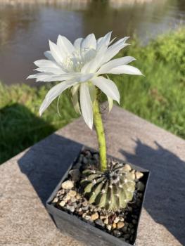 Echinopsis Hybr. weiss